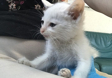 マザー,ルーフ,福岡,寄付,医療費,子猫,保護猫,動物保護,骨折,回復