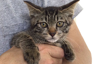 マザー,ルーフ,赤ちゃん猫,譲渡会,里親,動物,保護,里親,sakuraneco,ねこ99福岡