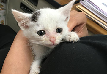 マザー,ルーフ,福岡,赤ちゃん猫,骨折,点滴,膿,菌,保護猫