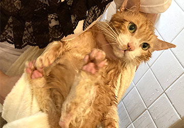 マザー,ルーフ,福岡,洗う,地域猫,肝臓,保護猫,動物保護,カビ菌,ハゲ,脱毛,シャンプー