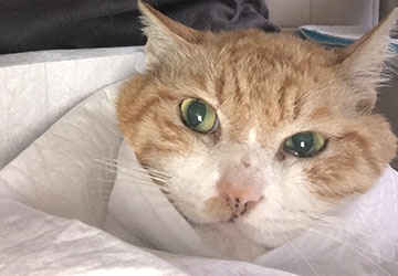 マザー,ルーフ,福岡,外猫,地域猫,保護猫,動物保護,腎臓,療法食