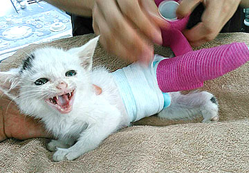 マザー,ルーフ,福岡,外猫,地域猫,子猫,保護猫,動物保護,骨折,テーピング,カラー