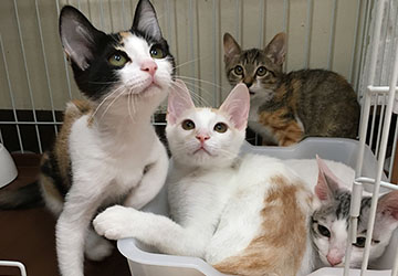 マザー,ルーフ,福岡,赤ちゃん猫,白猫,三毛猫,保護猫,ワクチン,里親,募集