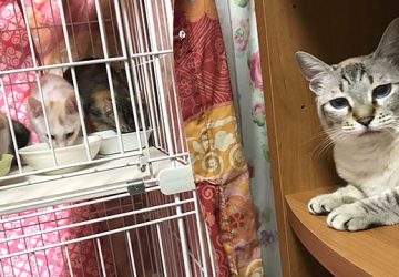 マザー,ルーフ,保護猫,里親,募集,三毛猫,白猫,先住猫