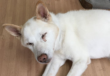 マザー,ルーフ,福岡,高齢犬,保護犬,動物,保護,白内障,よだれ,赤ちゃん返り