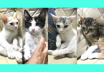 マザー,ルーフ,保護猫,里親,募集,三毛猫,白猫