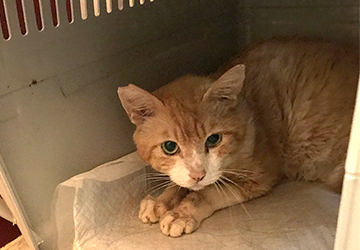 マザールーフ,保護猫,肝臓,回復,腎臓,食事,療法,里親,募集,福岡