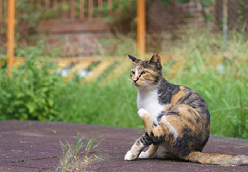 マザー,ルーフ,福岡,外猫,地域猫,避妊,手術,動物保護,三毛猫