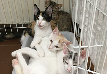 マザー,ルーフ,保護猫,ちび猫,赤ちゃん猫,里親,募集,福岡,家族