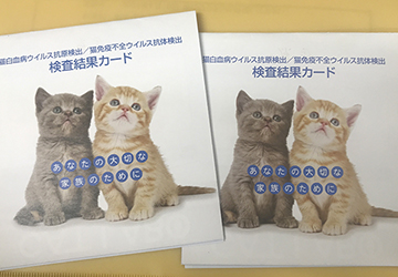 マザー,ルーフ,赤ちゃん猫,里親,動物,保護,検査,猫エイズ,確認
