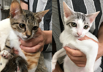 マザー,ルーフ,保護猫,ちび猫,見守り,赤ちゃん猫,里親,募集,福岡,家族