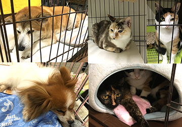 マザー,ルーフ,福岡,腸炎,嘔吐,保護犬,保護猫,治療費,高額,寄付,募集