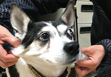 マザー,ルーフ,福岡,保護犬,保護猫,太る,寒さ,幸せ