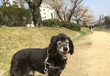 マザー,ルーフ,お花見,桜,福岡市,コロナ,保護犬,舞鶴公園,福岡城趾,お散歩