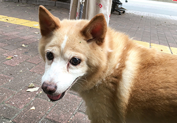 マザー,ルーフ,高齢犬,シニア,犬,猫,福岡