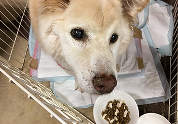 マザー,ルーフ,保護犬,マロン,高齢,シニア,前庭障害