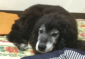 マザー,ルーフ,福岡,保護犬,腎臓,貧血,高齢犬,外猫