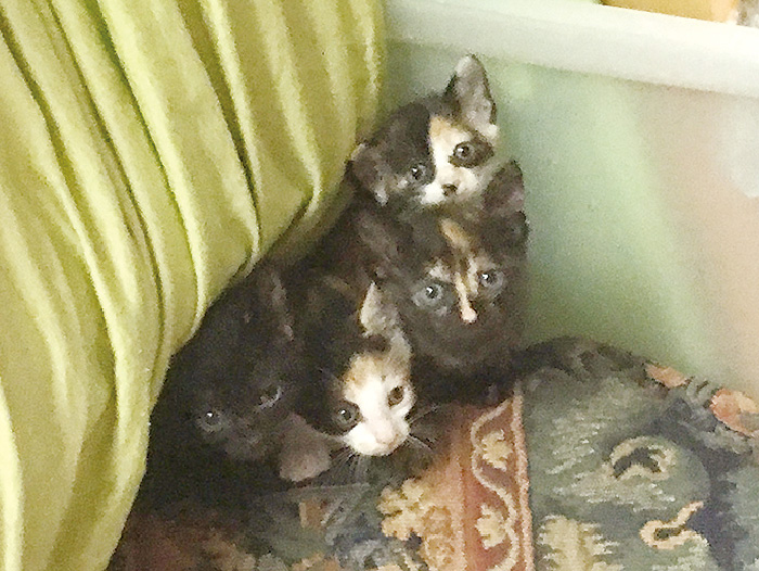 マザー,ルーフ,保護猫,赤ちゃん猫,外猫,スキップ