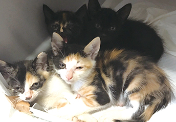 里親,募集,マザー,ルーフ,保護猫,赤ちゃん猫,スキップ