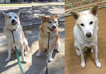 マザー,ルーフ,福岡,保護犬,シニア,高齢,健康診断,動物病院