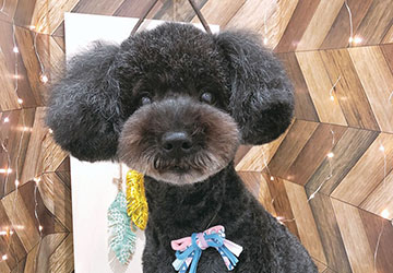 マザー,ルーフ,福岡,保護犬,保護猫,トリミング,トイプードル,ちゅ〜る