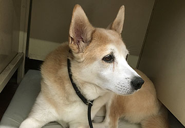 マザー,ルーフ,福岡,保護犬,献血犬,ホワイト,怖がり,健康