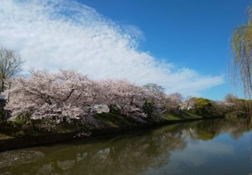 桜,花見,舞鶴公園,福岡城,博多