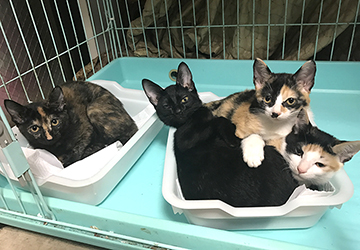 保護猫,マザー,ルーフ,福岡,記者コラム