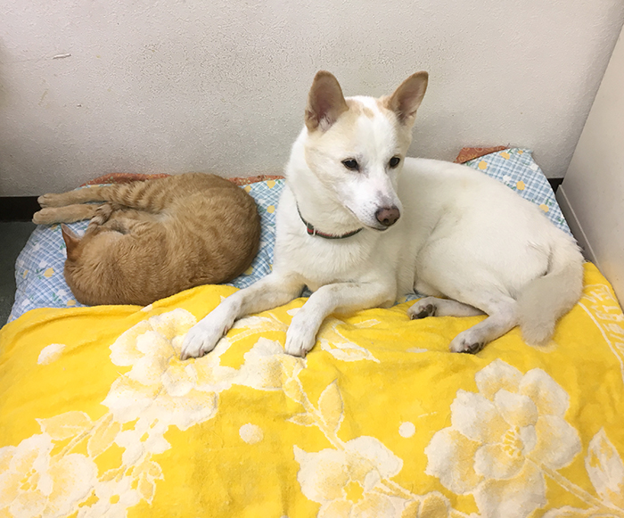 マザー,ルーフ,仲良し,陸,北斗,保護猫,スキップ