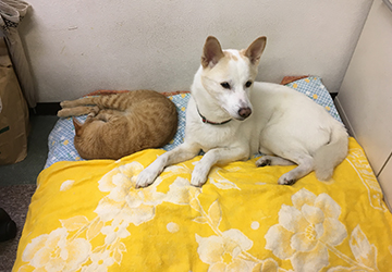 マザー,ルーフ,仲良し,陸,北斗,保護猫,スキップ