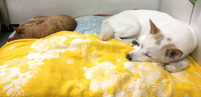マザー,ルーフ,仲良し,陸,北斗,保護猫,スキップ