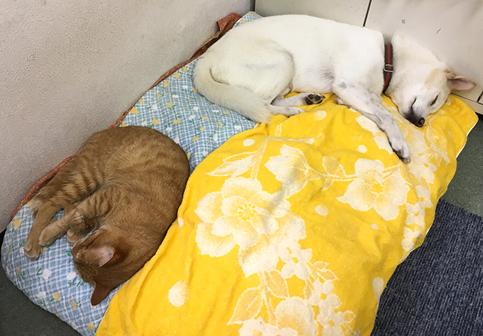 マザー,ルーフ,仲良し,陸,北斗,保護猫,スキップ
