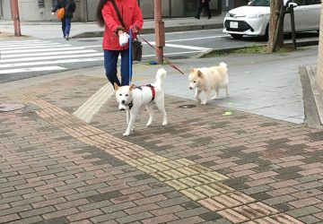 北マロ1