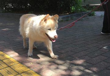maro