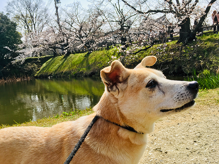 お散歩,桜,さくら祭り,舞鶴公園,お濠端,いい天気,マザー,ルーフ,保護犬