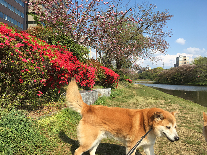 八重桜,つつじ,お散歩,マザー,ルーフ,福岡,保護犬