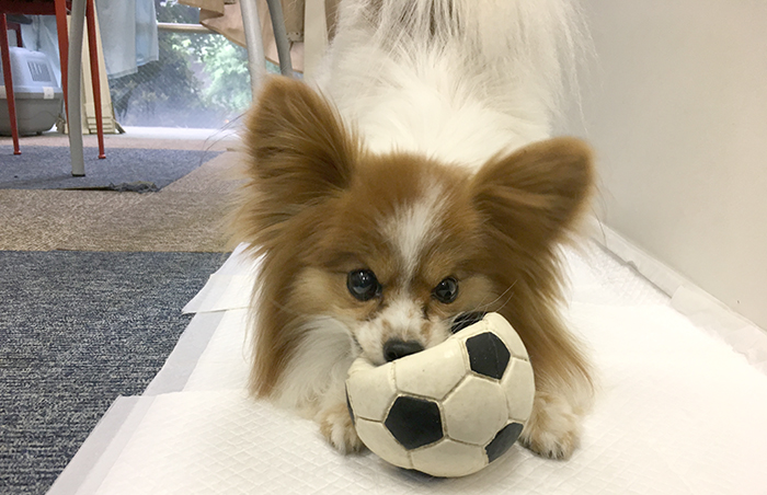 W杯,サッカー,日本,コロンビア,戦い,マザー,ワールドカップ