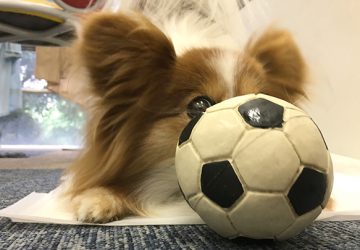 W杯,サッカー,日本,勝った,戦い,マザー,ワールドカップ