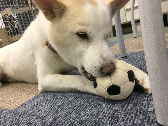 W杯,サッカー,日本,コロンビア,戦い,マザー,ワールドカップ