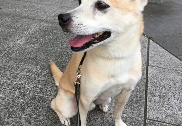 マザー,ルーフ,お散歩,犬,笑顔,チャーリー笑う