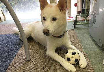 スキップ,サッカー,W杯,北斗,犬猫