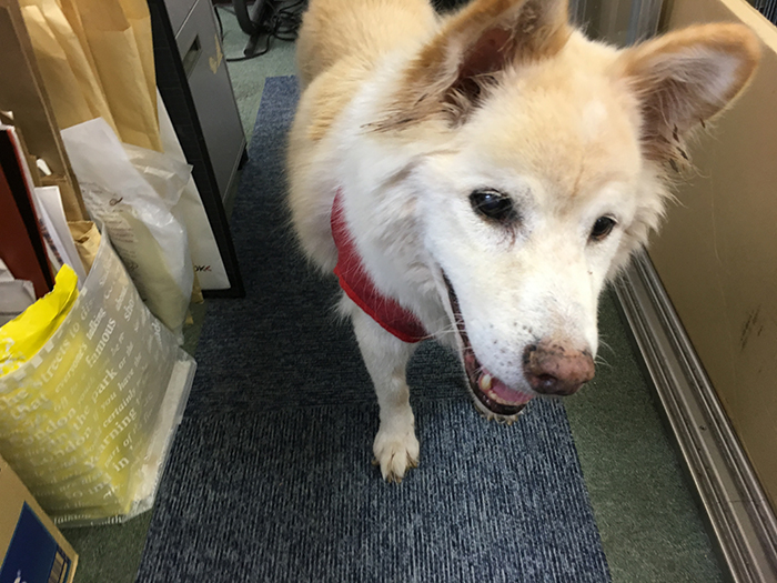 マザー,ルーフ,保護犬,マロン,高齢,シニア