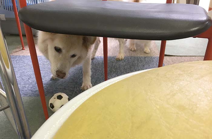 スキップ,編集部,保護犬,シニア犬,マザー,ルーフ
