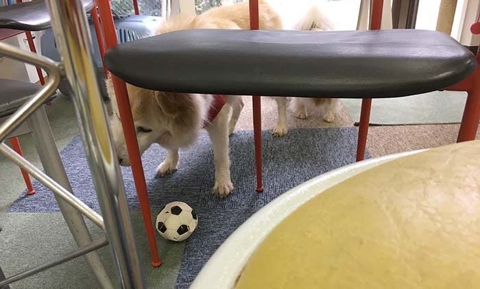 スキップ,編集部,保護犬,シニア犬,マザー,ルーフ