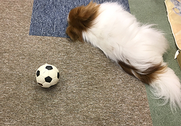 ピーチ,スキップ,サッカー,W杯,日本,決勝トーナメント,ベルギーマザー,ルーフ