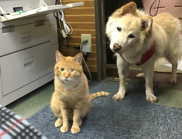 マザー,ルーフ,保護犬,マロン,高齢,シニア