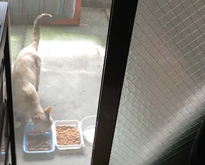 マザー,ルーフ,保護猫,外猫,子育て,スキップ