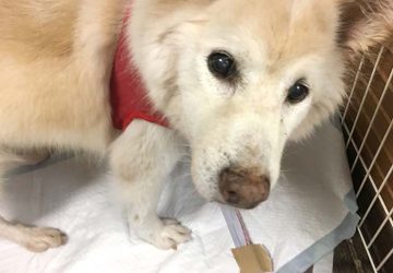 スキップ,編集部,保護犬,シニア犬,マザー,ルーフ