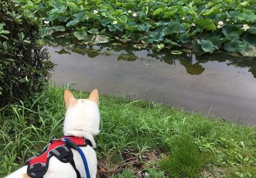 大雨,記録的,お堀,散歩,マザー,ルーフ