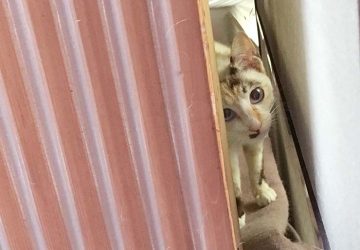 マザー,ルーフ,保護猫,外猫,子育て,スキップ